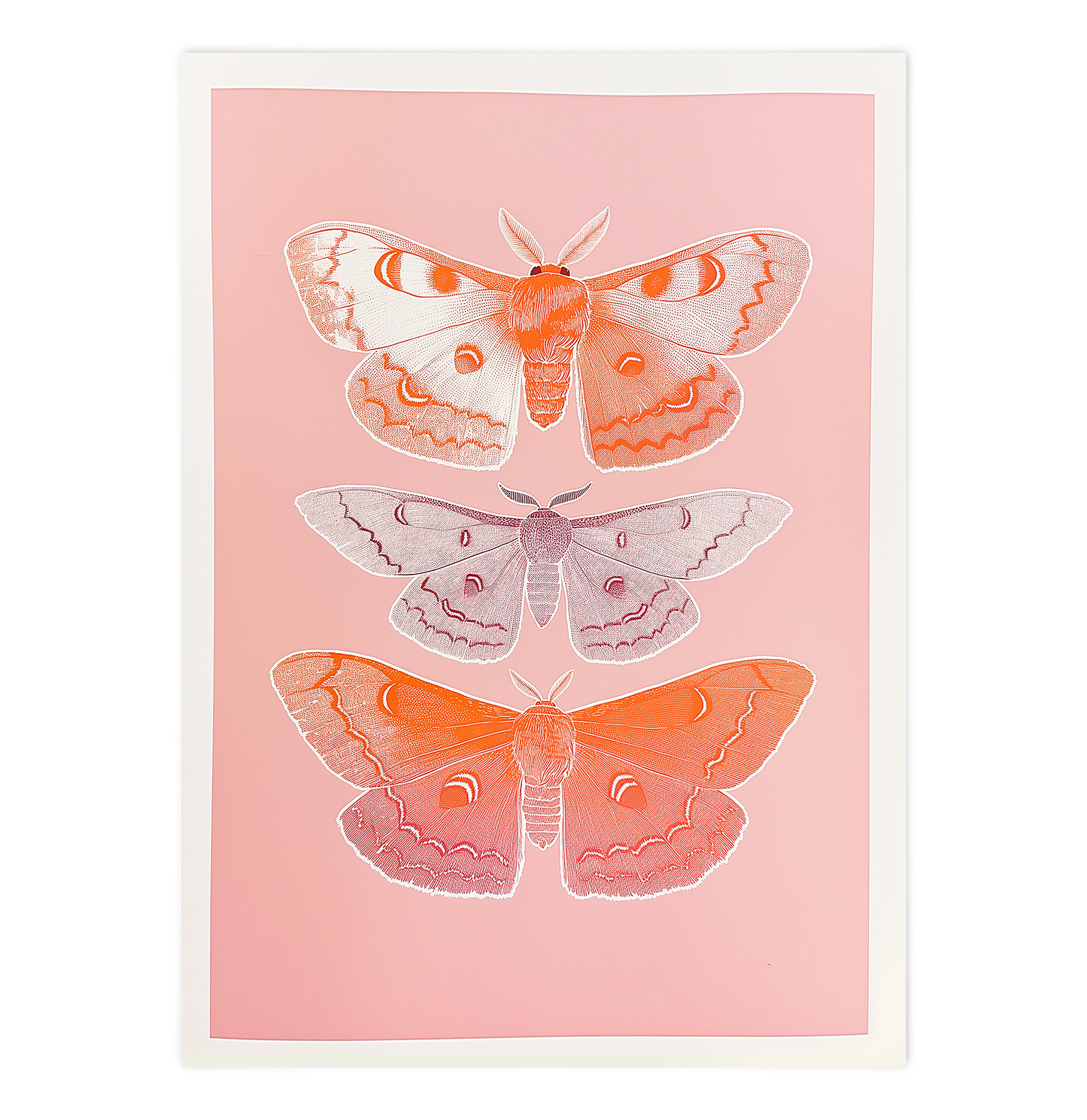 Trio of pink Butterflies 02