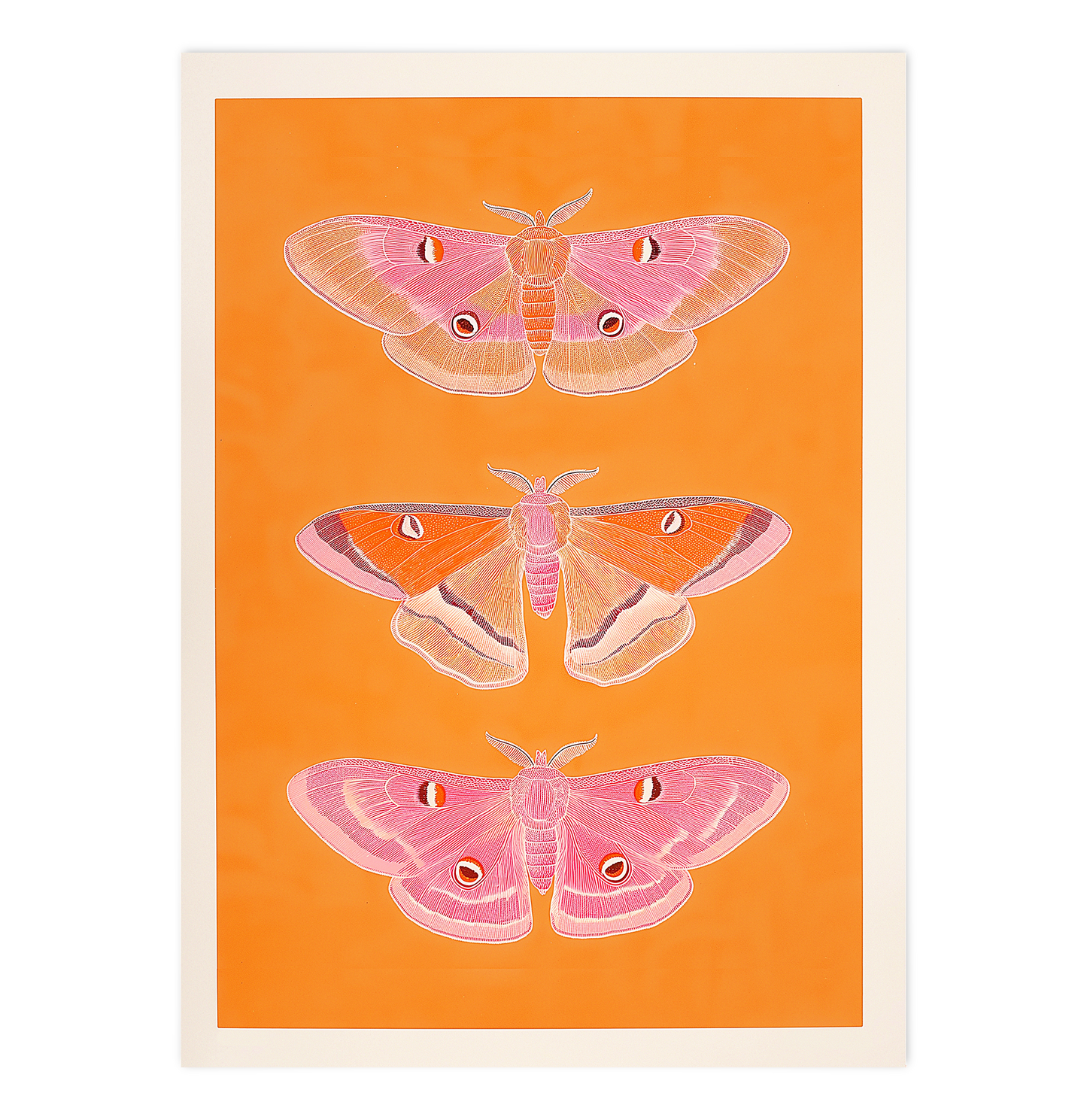 Trio of pink Butterflies 01